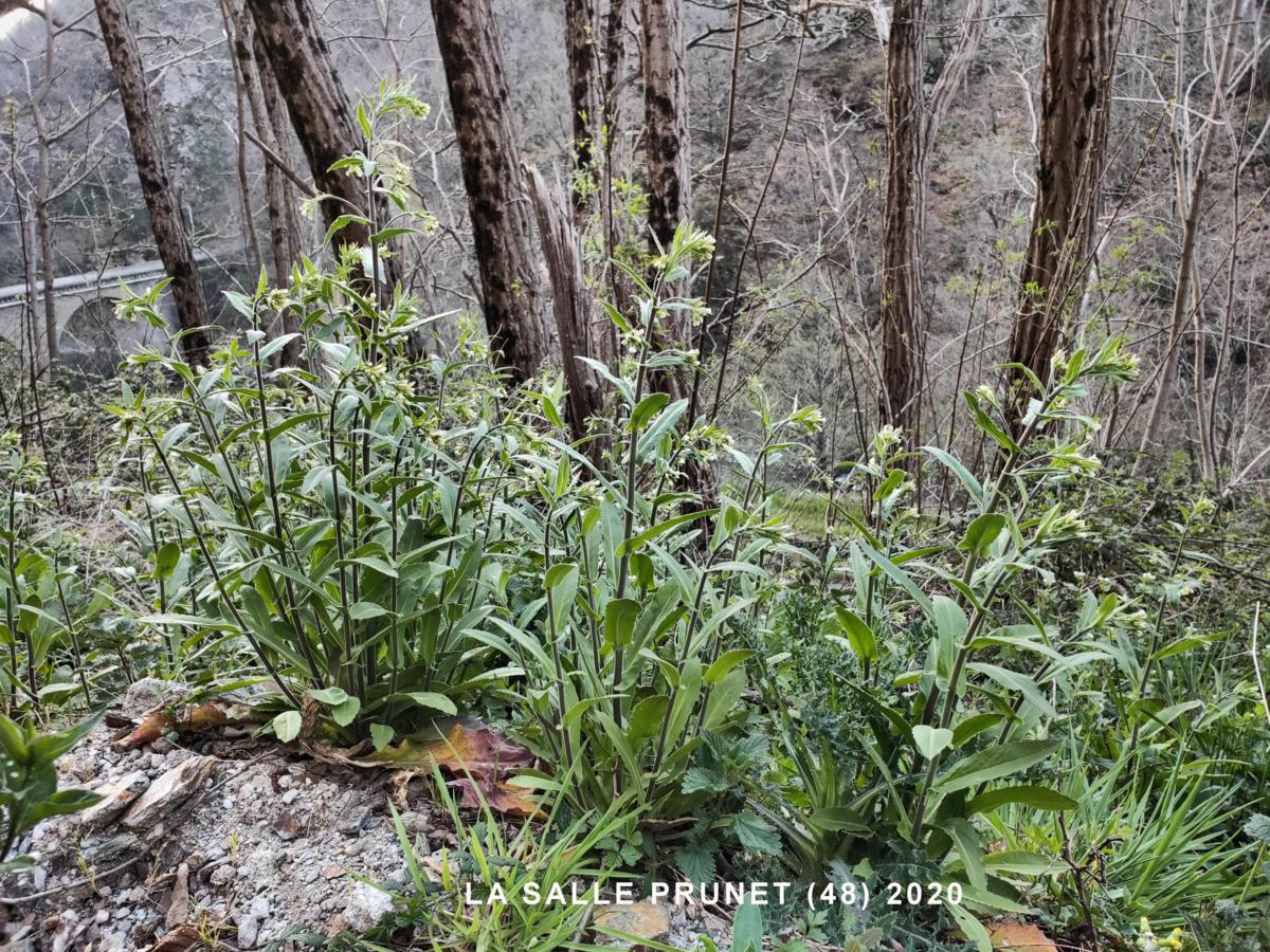 Rock-cress, Tower plant